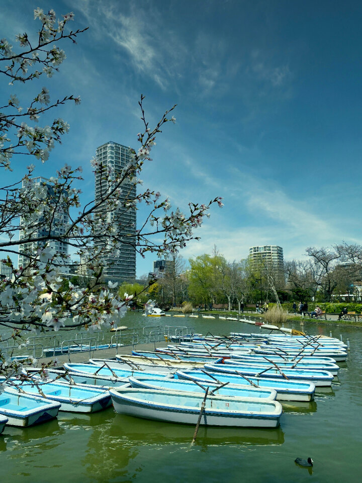 Shinobazu Pond, Ueno Park, Taito, Tokyo, Japan
