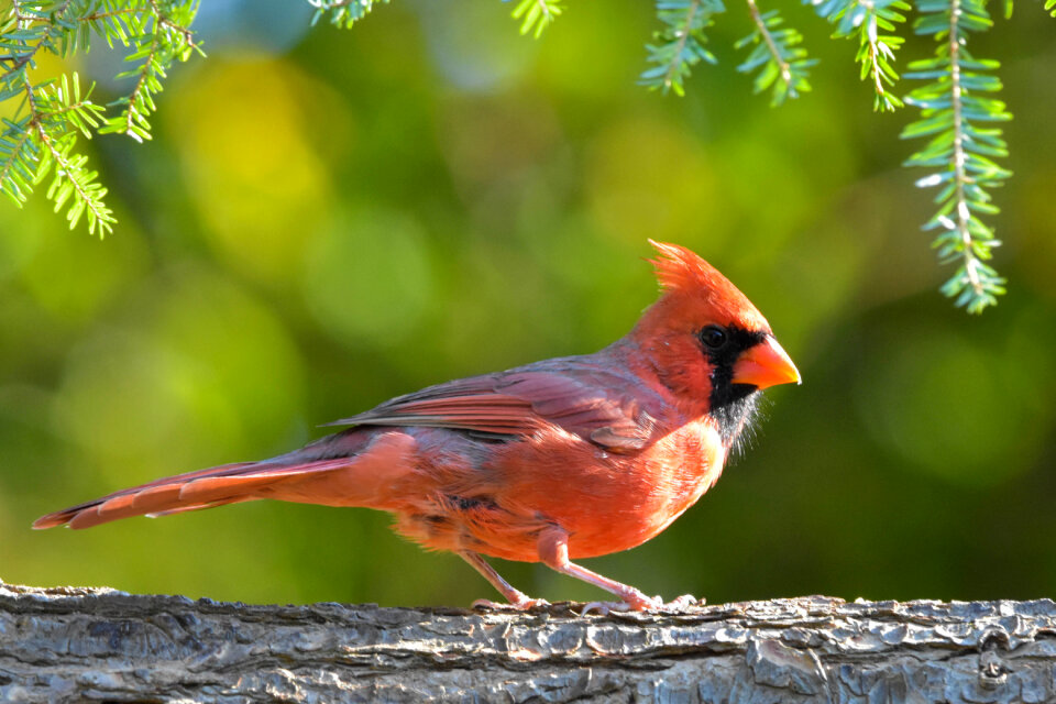 Male Northern Cardinal perched on a branch looking directly at the camera.