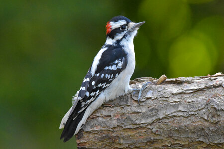 Male Downy Woodpecker in full profile. photo