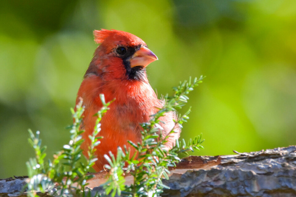 Immature Male Northern Cardinal. photo