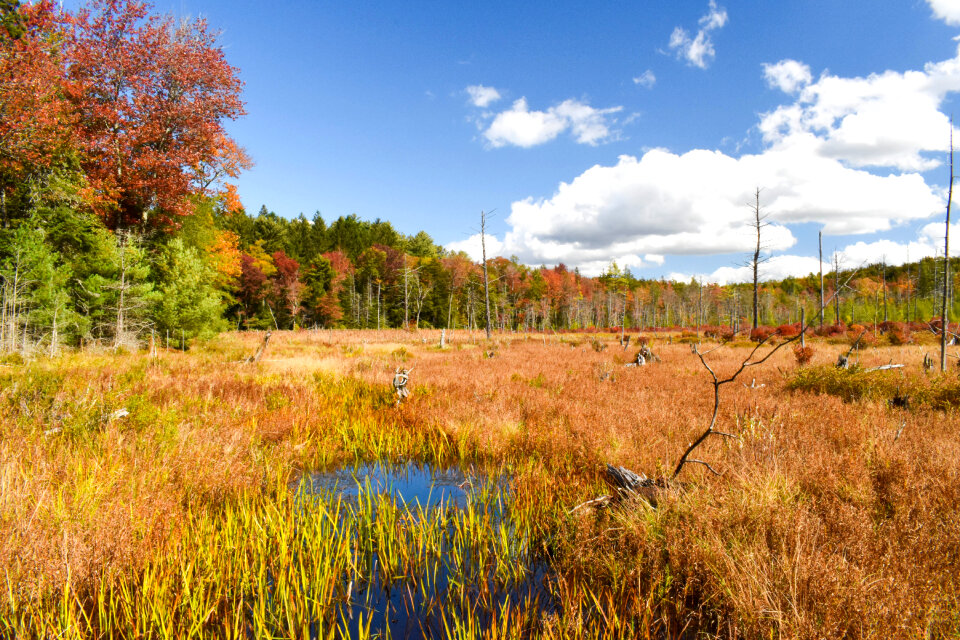 Autumn splendor tansforms the marsh.