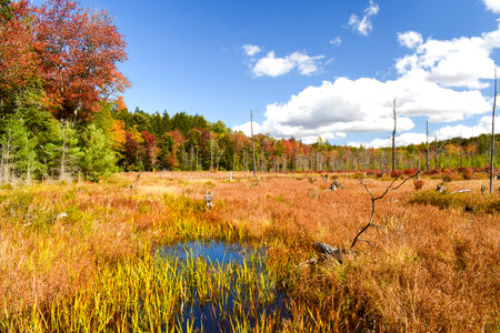 Autumn splendor tansforms the marsh. photo