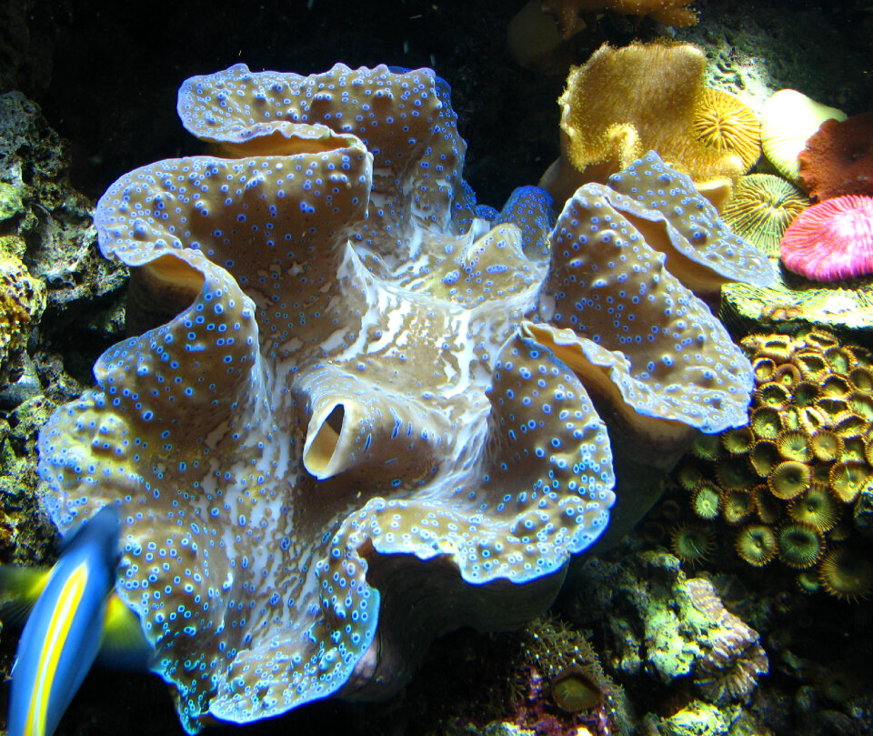 giant clam mantle