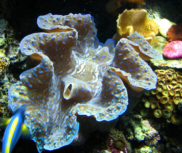 giant clam mantle photo