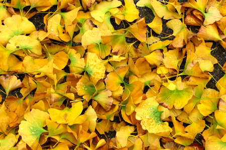 ginkgo leaves photo