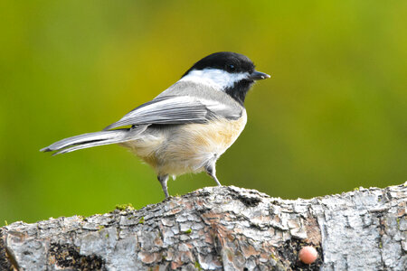 Black-Capped Chickadee perched on a log photo