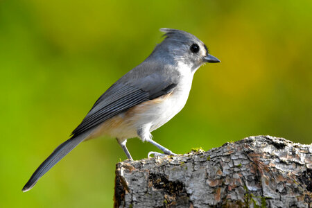 Tufted Titmouse perched on a log. photo