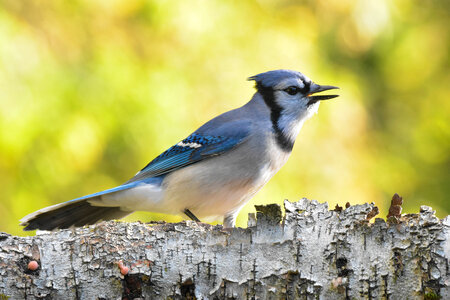Blue Jay, my noisy neighbor. photo