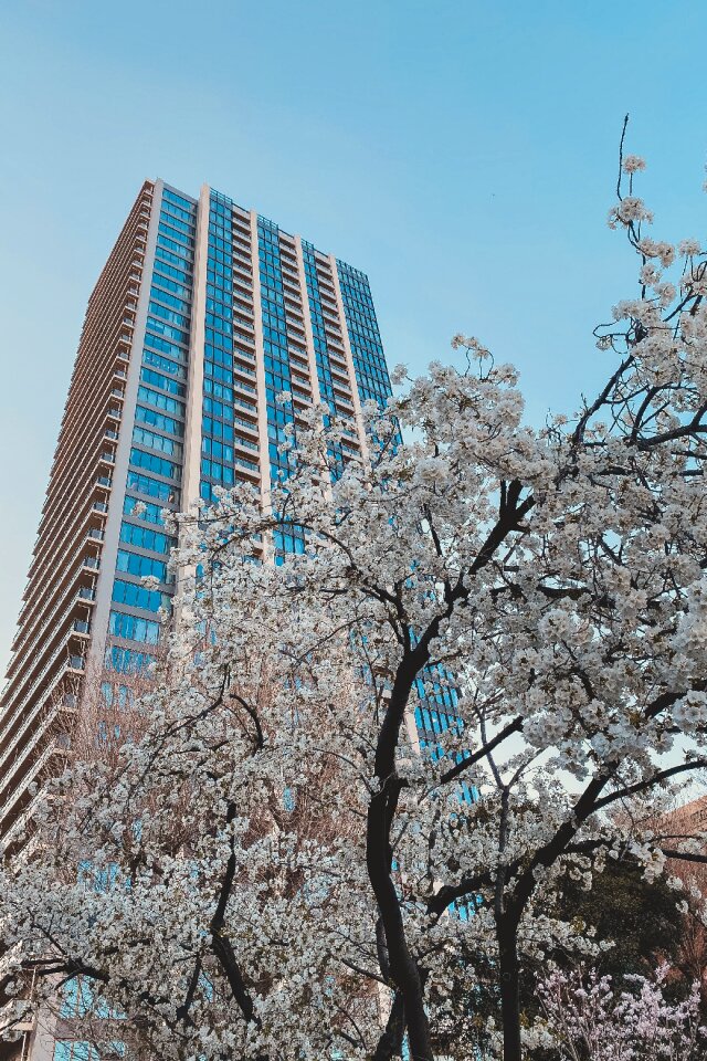 Sakura Blooming Under an Apartment Tower, Tokyo, Japan