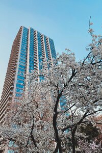 Sakura Blooming Under an Apartment Tower, Tokyo, Japan photo