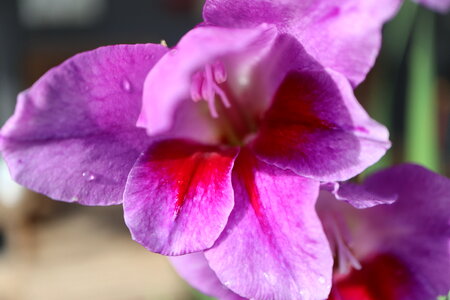 Purple Gladiola photo