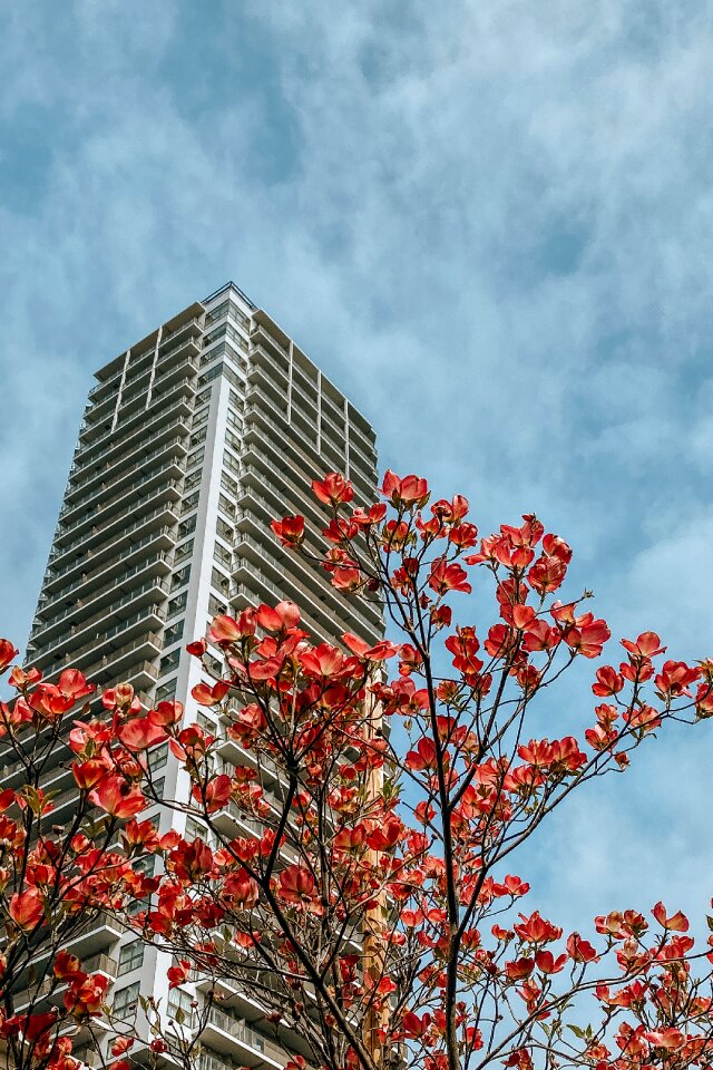 Plum Blossoms Under an Apartment Tower, Tokyo, Japan