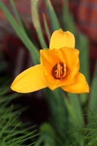 Golden Day Lily photo