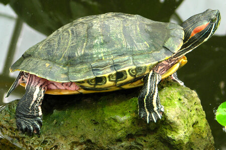 turtle on rock photo