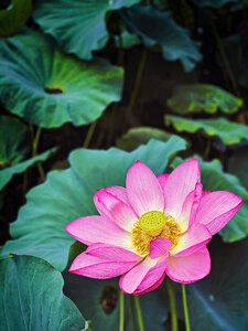 Lotus Flower Blooming, Shinobazu Pond, Tokyo, Japan