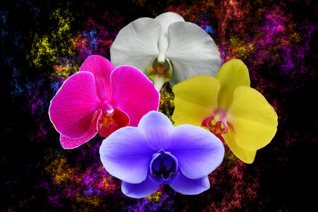 orchid composition photo