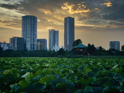 Summertime Sunset, Shinobazu Pond, Tokyo, Japan photo