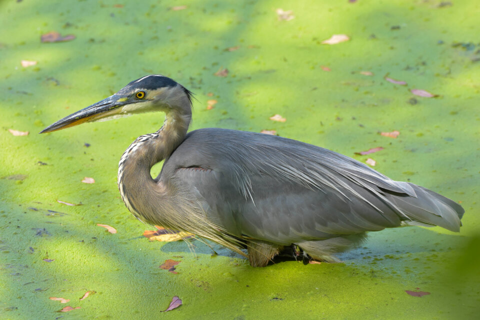 Great Blue Heron closeup