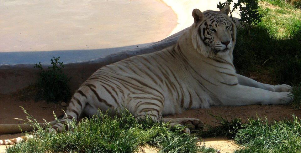 white tiger