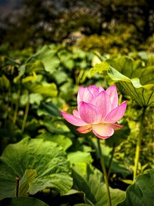Lotus Flower, Shinobazu Pond, Tokyo, Japan photo