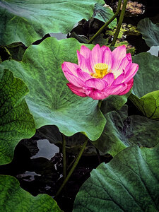 Lotus Flower, Shinobazu Pond, Tokyo, Japan photo