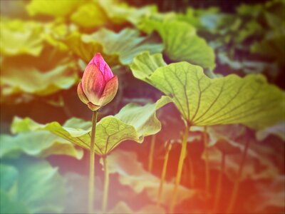 Lotus Flower Bud, Shinobazu Pond, Tokyo, Japan