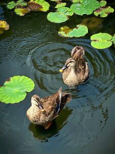 Northern Pintail Ducks, Shinobazu Pond, Tokyo, Japan photo