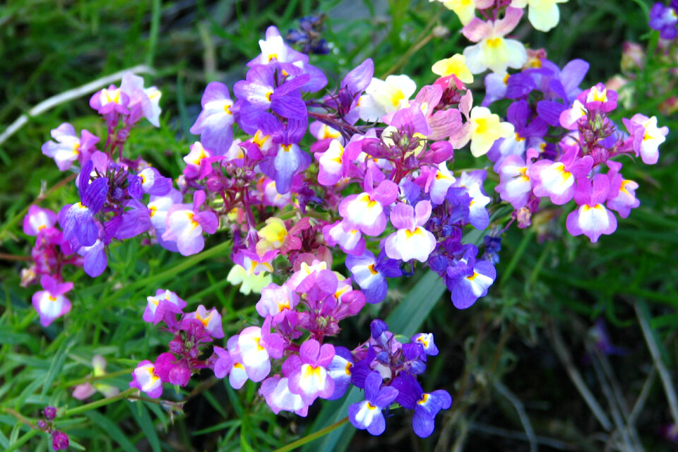pink and purple snapdragons