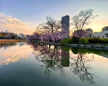 Springtime Sunset, Shinobazu Pond, Tokyo, Japan photo