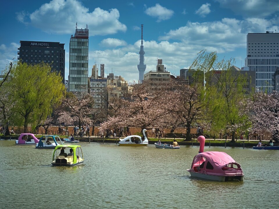 Boats, Shinobazu Pond, Ueno Park, Tokyo, Japan