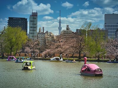 Boats, Shinobazu Pond, Ueno Park, Tokyo, Japan photo