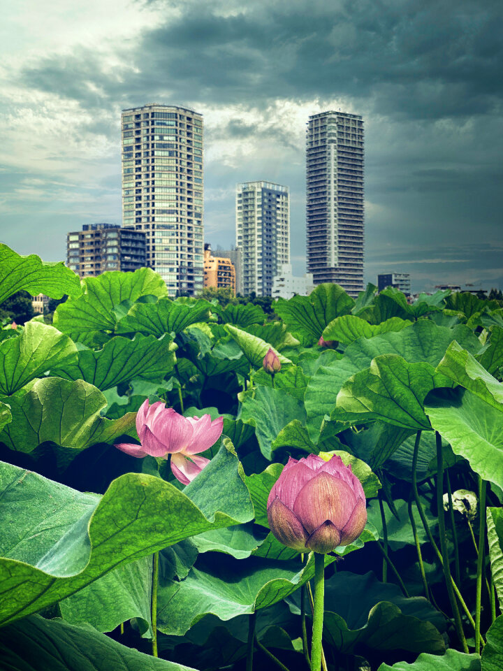 Lotus Flowers, Shinobazu Pond, Tokyo, Japan