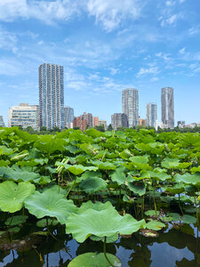 Towers, Water Lilies, Shinobazu Pond, Tokyo, Japan photo