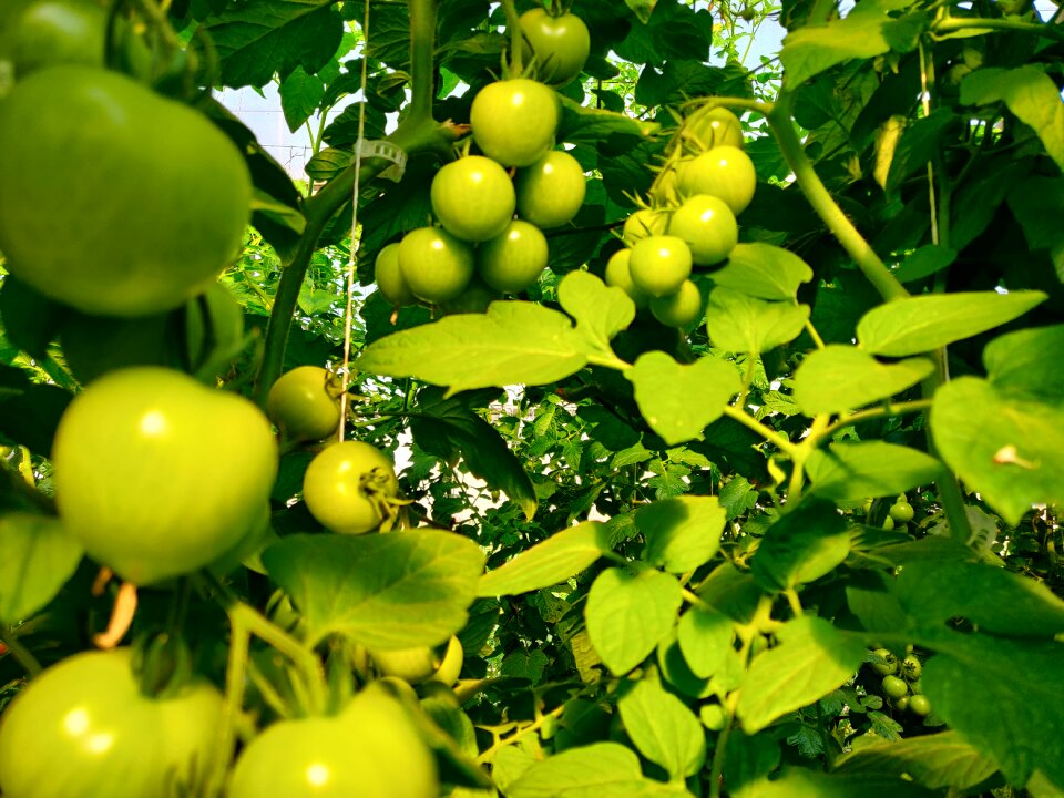 Cluster of green tomatoes