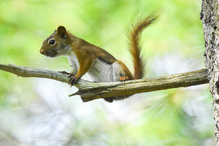 A curious American Red Squirrel perched on a branch photo