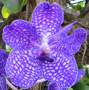 purple speckled orchid photo