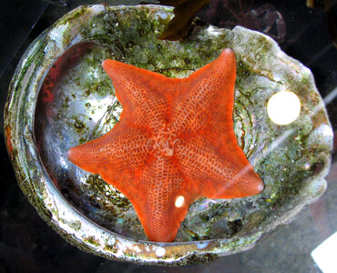 red sea star photo