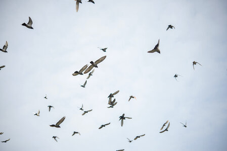 Birds fly away photo