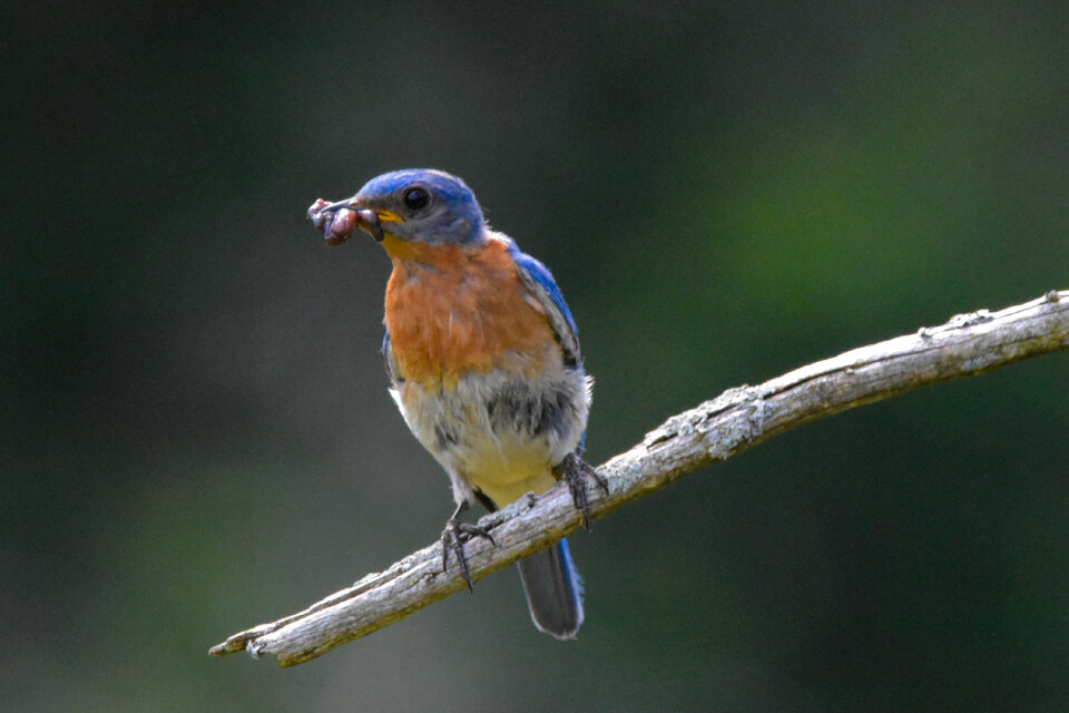 Eastern Bluebird bringing home a meal