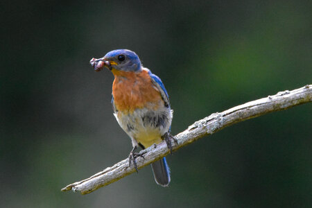 Eastern Bluebird bringing home a meal photo