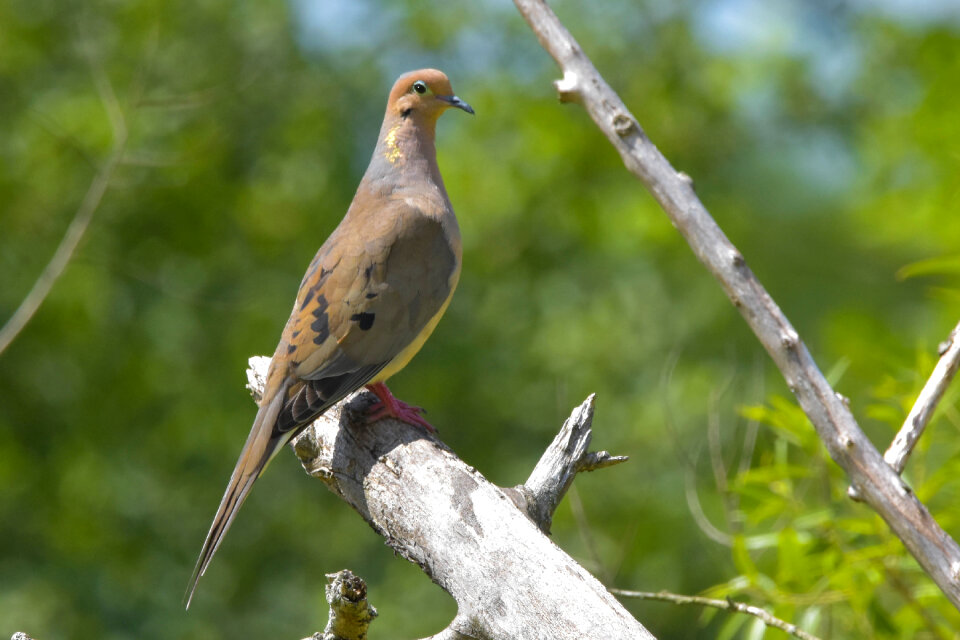 Mourning Dove photo