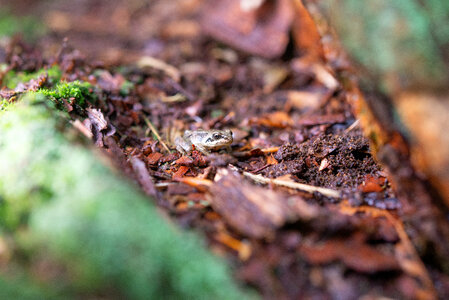 Little frog in the forest