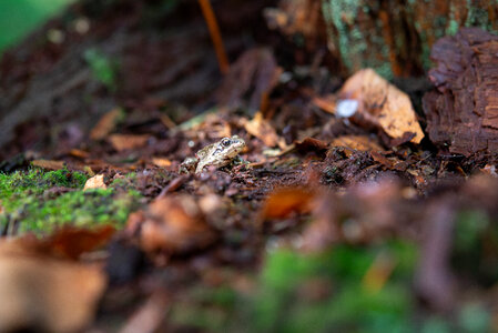 Frog minding his own business