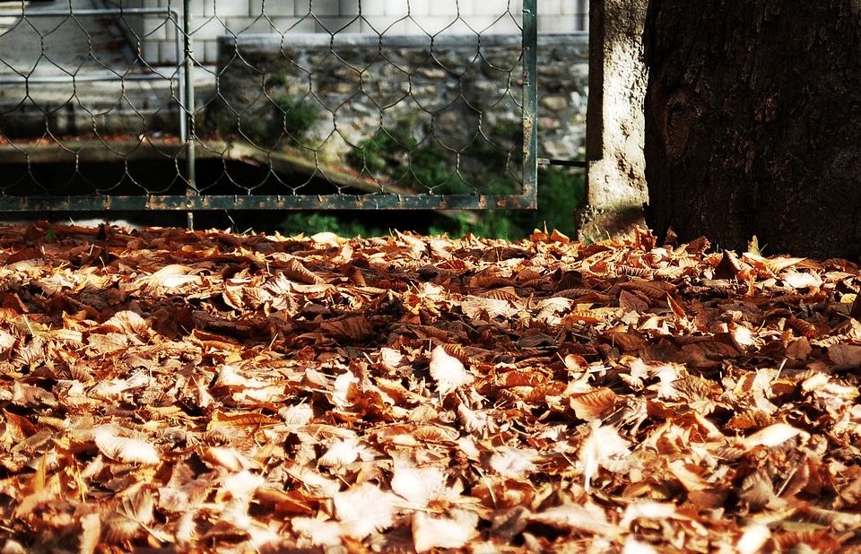 Leaves park walk