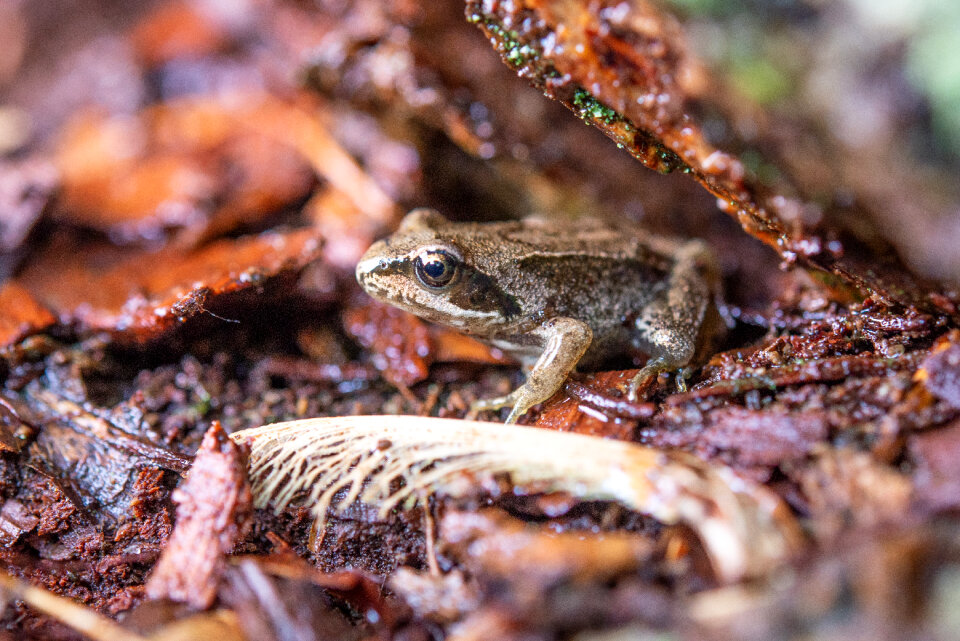 Frog in the forest