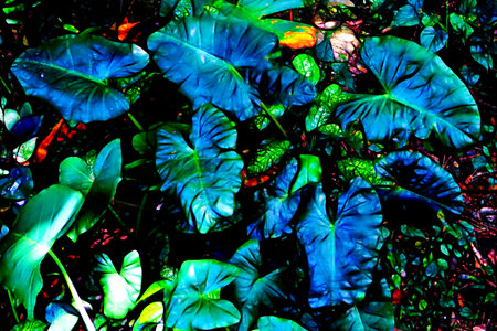 glowing forest