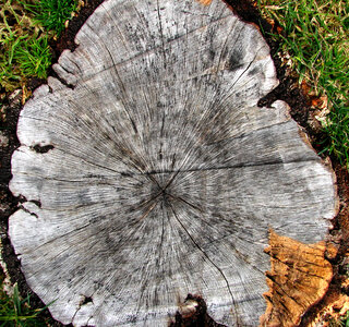 radial wood texture photo
