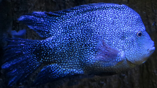 blue speckled fish photo