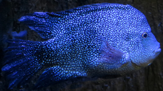 blue speckled fish
