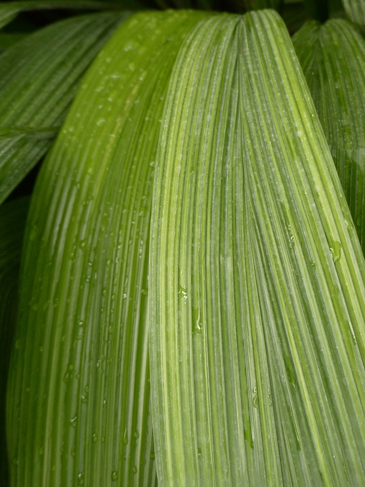 Green curculigo capitulata palm grass
